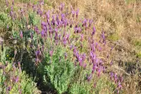 spanish lavender