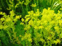 Mexican stonecrop