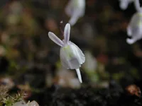 Pondo Bladderwort