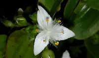 Small-leaf spiderwort (Tradescantia fluminensis) plant