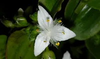 Small-leaf spiderwort (Tradescantia fluminensis) plant