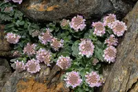 Aethionema thomasianum (Aethionema thomasianum) plant