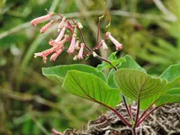 Sinningia douglasii outdoor