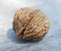 black walnut (Juglans nigra) plant