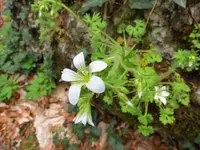 Saxifraga irrigua (Saxifraga irrigua) plant