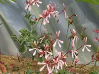 Pelargonium acetosum plant