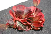 Paddle plant (Kalanchoe luciae) plant