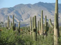 Saguaro (Carnegiea gigantea) plant