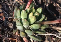 Echeveria amoena