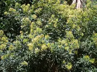 Chilean jessamine
