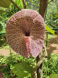Aristolochia cordiflora