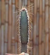 narrow-angled cereus