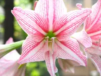 Netted-veined amaryllis