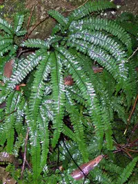 rough maidenhair