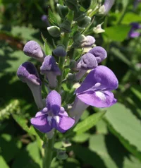 hoary skullcap (Scutellaria incana) plant