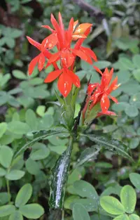 fiery spike