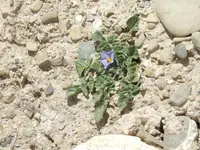 Solanum acaule