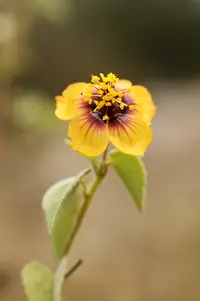 anglestem Indian mallow (Abutilon trisulcatum) plant