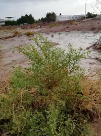 Zygophyllum arabicum (Zygophyllum arabicum) plant