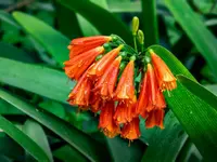 Clivia miniata