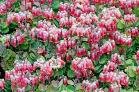 Kalanchoe fedtschenkoi