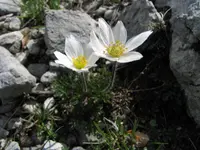 Anemone pavoniana (Anemone pavoniana) plant