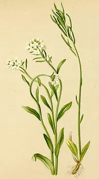 Fringed Rockcress (Arabis ciliata) plant