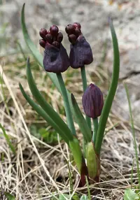 Allium atrosanguineum