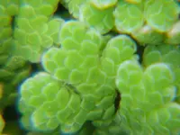 water fern