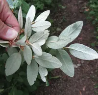 velvetleaf huckleberry