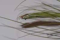 Tillandsia juncea (Tillandsia juncea) plant