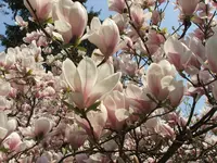 Saucer magnolia