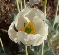white bear poppy