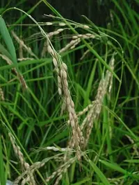 Asian rice