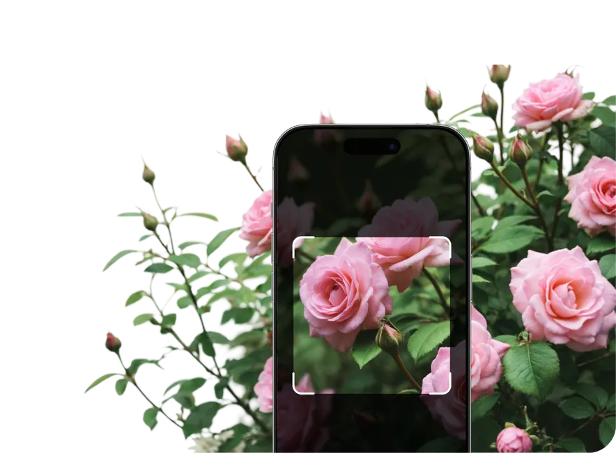 Rose Identification – Hero