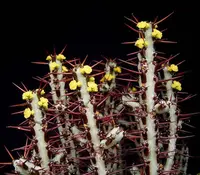 Verdigris Spiny Milkweed (Euphorbia aeruginosa) plant