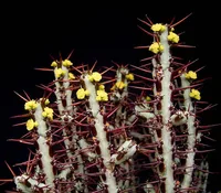 Verdigris Spiny Milkweed