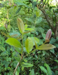 Syzygium caryophyllatum