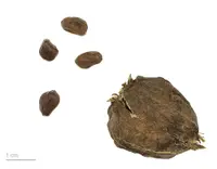 Carolina allspice