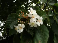 mu oil tree