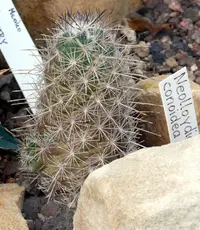 Texas cone cactus (Cochemiea conoidea) plant