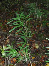 hill cane