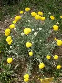 Achillea coarctata (Achillea coarctata) plant