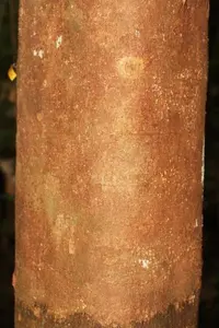 Macoubea guianensis