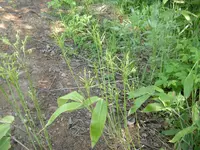 Kuril Bamboo