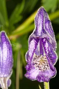 Aconitum burnatii (Aconitum burnatii) plant