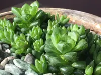 Haworthia cymbiformis leaves