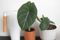 Jewel Alocasia