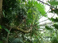Tree philodendron (Thaumatophyllum bipinnatifidum) plant