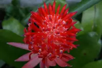 foolproofplant (Billbergia pyramidalis) plant